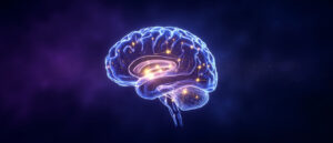 Le Subiculum : structure clé du cerveau et ses fonctions