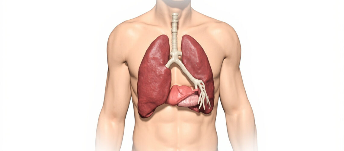 Le Thymus : anatomie, fonctions et rôle essentiel dans l'immunité