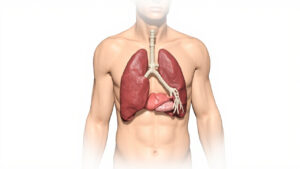 Le Thymus : anatomie, fonctions et rôle essentiel dans l'immunité