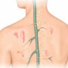 Le tissu conjonctif : structure, fonctions et pathologies