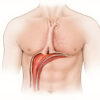 Le trigone fibreux : anatomie, rôle et importance clinique