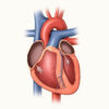 Le ventricule gauche : anatomie, fonction et pathologies