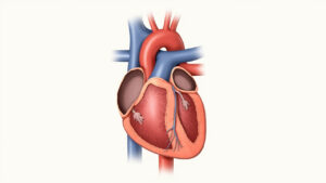 Le ventricule gauche : anatomie, fonction et pathologies