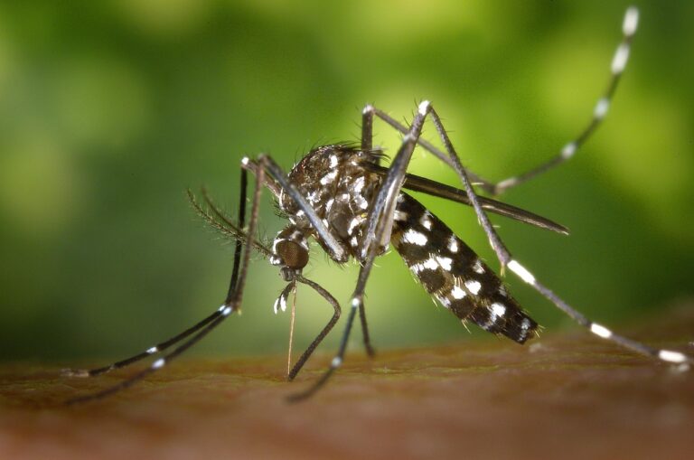 Le virus Barmah Forest : tout comprendre sur cette infection transmise par les moustiques