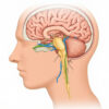 Lemnisque médial : anatomie, fonction et pathologies associées