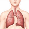 Les bronches lobaires : anatomie, fonctions et pathologies