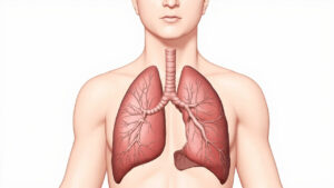 Les bronches lobaires : anatomie, fonctions et pathologies