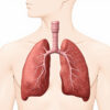 Les bronches principales : anatomie, fonction et pathologies