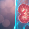 Les calices rénaux : anatomie, fonctions et pathologies