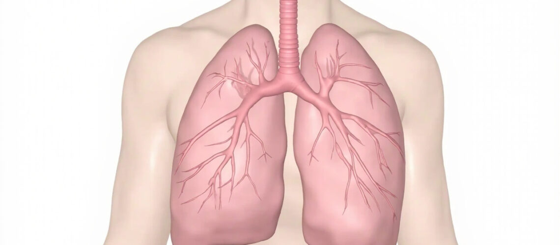 Les Cellules de Clara : Fonctions, Rôle et Importance dans le Système Respiratoire