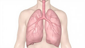 Les Cellules de Clara : Fonctions, Rôle et Importance dans le Système Respiratoire