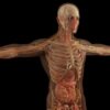 Les colonnes de Bertin : anatomie, fonction et importance clinique