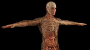 Les colonnes de Bertin : anatomie, fonction et importance clinique