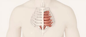 Les intercostaux intimes : anatomie complète, fonctions et pathologies