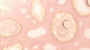 Les Kératinocytes : Cellules Clés de la Peau et de la Barrière Cutanée
