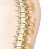 Les nerfs lombaires : anatomie, fonctions et pathologies courantes