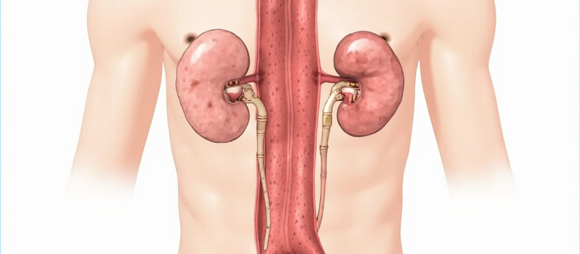 Les veines rénales : anatomie, trajet et fonctions essentielles
