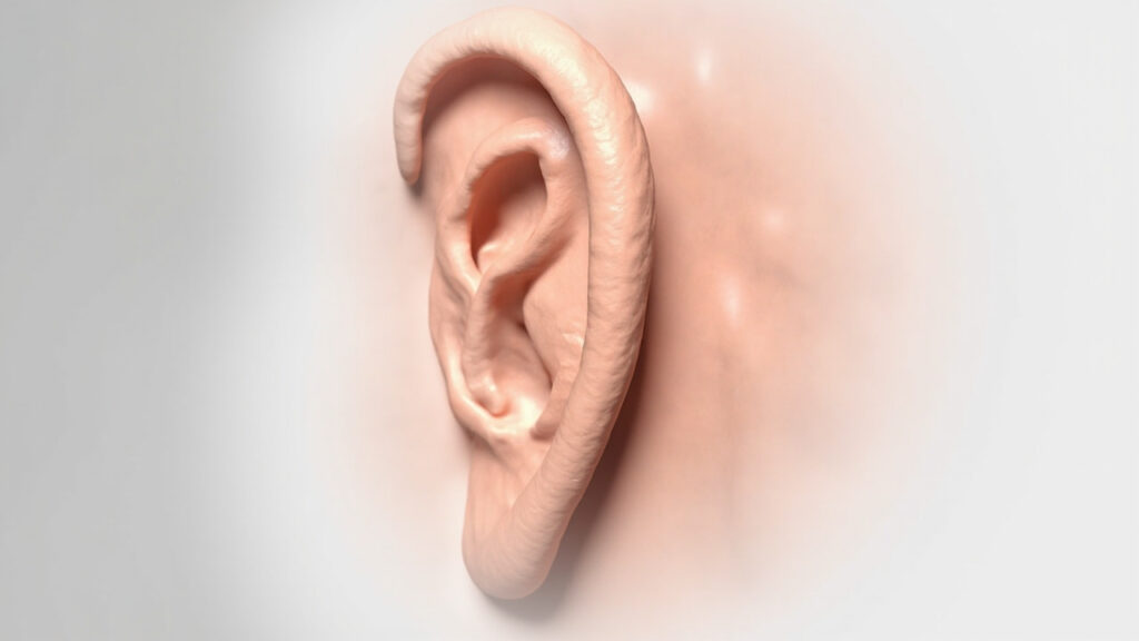 L’Hélix : anatomie complète de la partie externe de l’oreille : vue générale