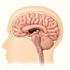 L'Hypothalamus : centre de commandement de l'homéostasie corporelle