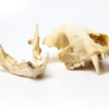 Detailed close-up of raccoon skull and jawbone against a white backdrop.