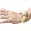 L'os lunatum (semi-lunaire) du carpe : anatomie, fonctions et pathologies
