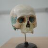 Detailed model of human skull used in biology and anatomy education.