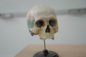 L'os sphénoïde : anatomie complète, fonctions et pathologies associées