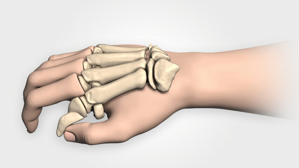 L&rsquo;os trapézoïde du carpe : anatomie, fonctions et pathologies : vue générale