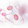 Lymphocyte B : rôle, fonctionnement et pathologies associées