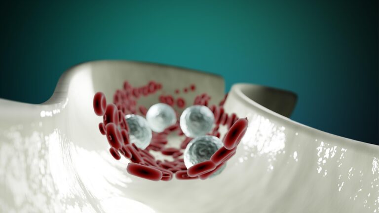 Lymphocytes : tout comprendre sur ces cellules clés de l&rsquo;immunité