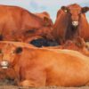 Peaceful scene of a beef cattle herd resting in an open field in East Knapton, UK.