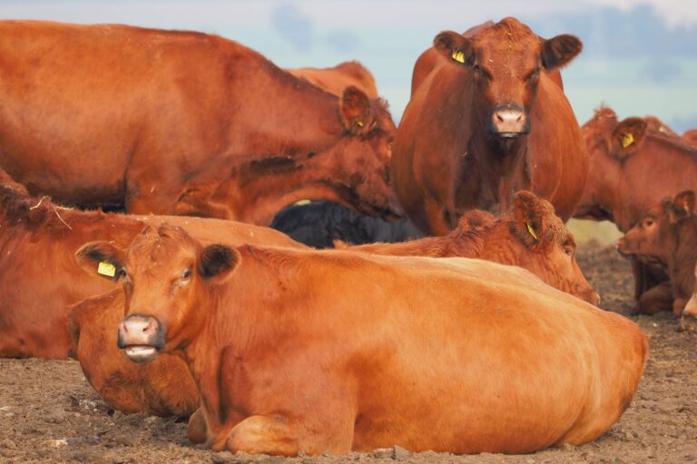 Mycobacterium caprae : comprendre cette bactérie zoonotique de la tuberculose bovine