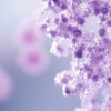 Mycobacterium malmoense : comprendre cette mycobactérie non tuberculeuse