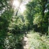 A person walking along a sunlit trail in a lush green forest, capturing nature's tranquility.