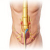 Nerfs splanchniques : anatomie, fonctions et pathologies