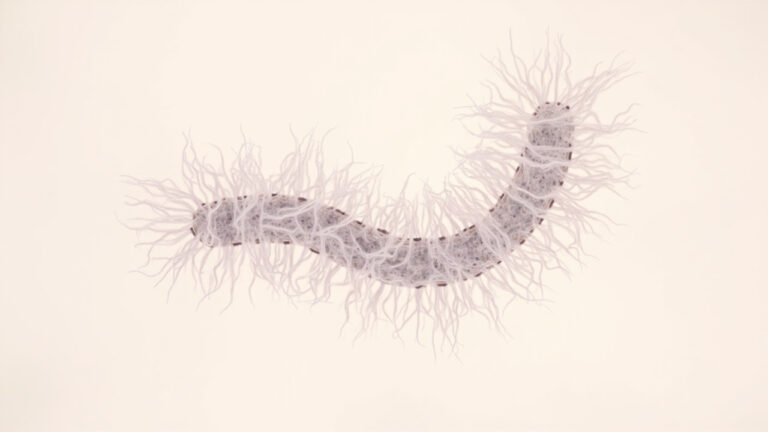 Nocardia farcinica : comprendre cette bactérie opportuniste et ses infections