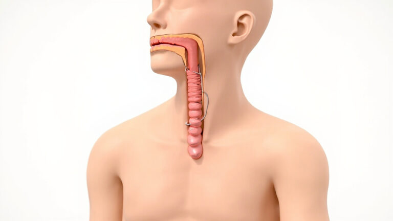 Œsophage : anatomie, fonction et santé de ce conduit vital