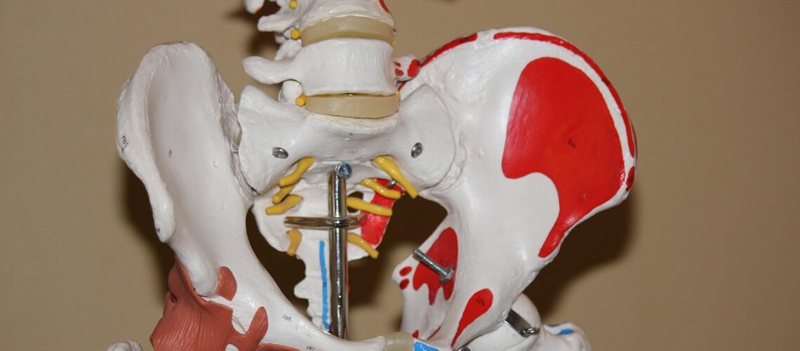 Os coxal : anatomie complète, fonctions et pathologies de l'os de la hanche