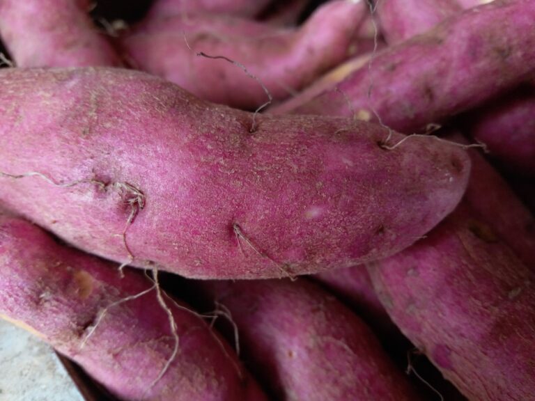 Patate douce : facteurs de risque et précautions à connaître
