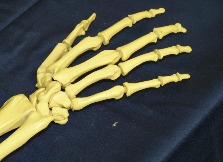 Phalanges proximales : anatomie complète, fonctions et pathologies