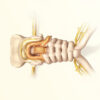 Racine postérieure : anatomie, fonction et pathologies du nerf sensitif rachidien