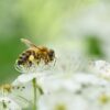 Rhinite allergique saisonnière : symptômes, causes et traitements efficaces
