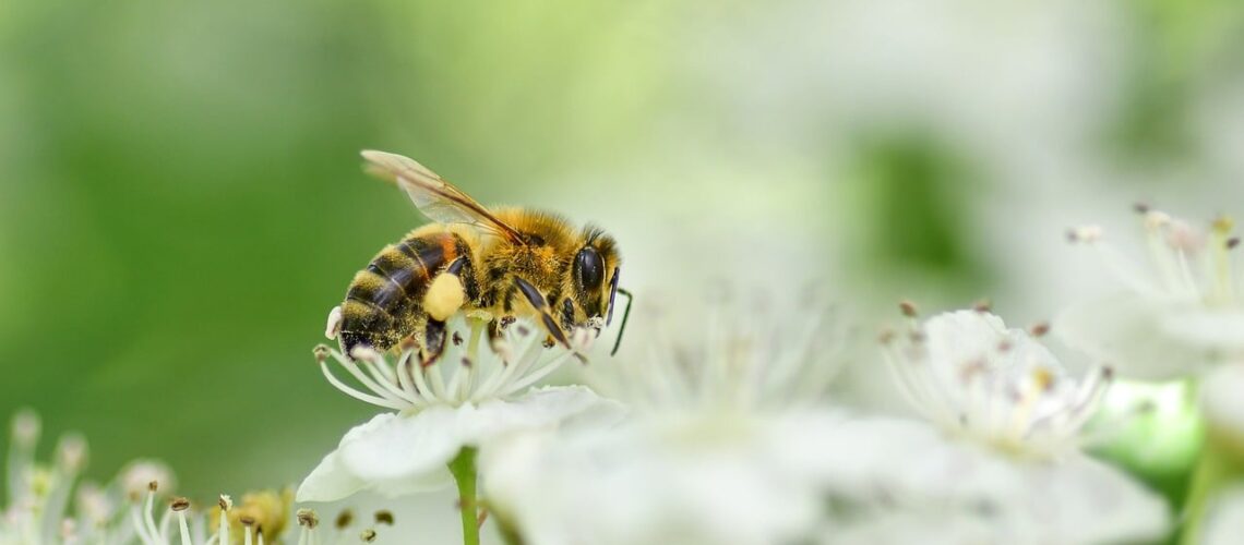 Rhinite allergique saisonnière : symptômes, causes et traitements efficaces