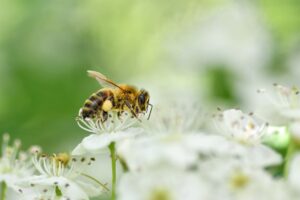 Rhinite allergique saisonnière : symptômes, causes et traitements efficaces