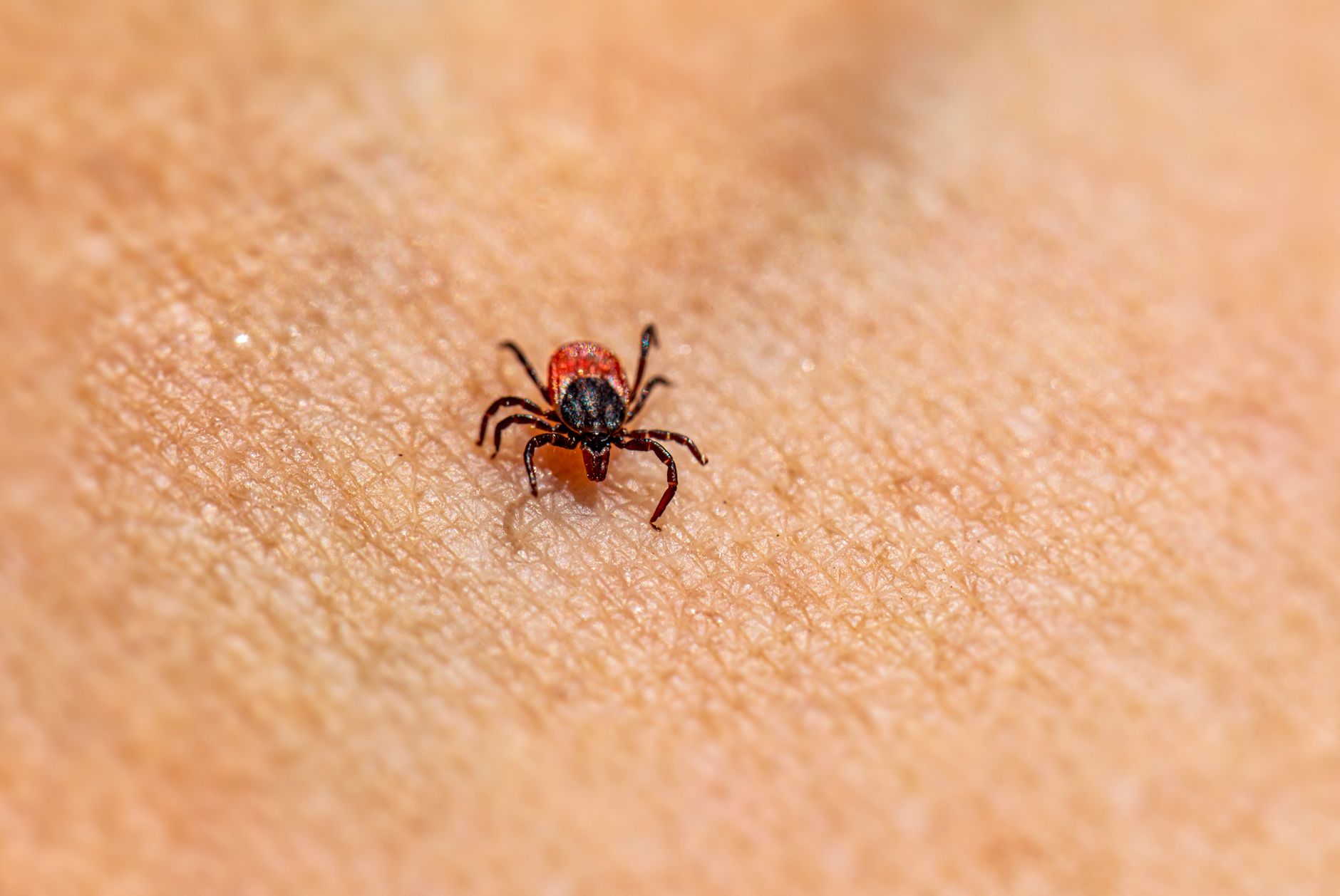 Rickettsia parkeri : comprendre cette bactérie transmise par les tiques