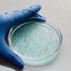 Gloved hand holding a petri dish containing bacterial colonies for scientific research.