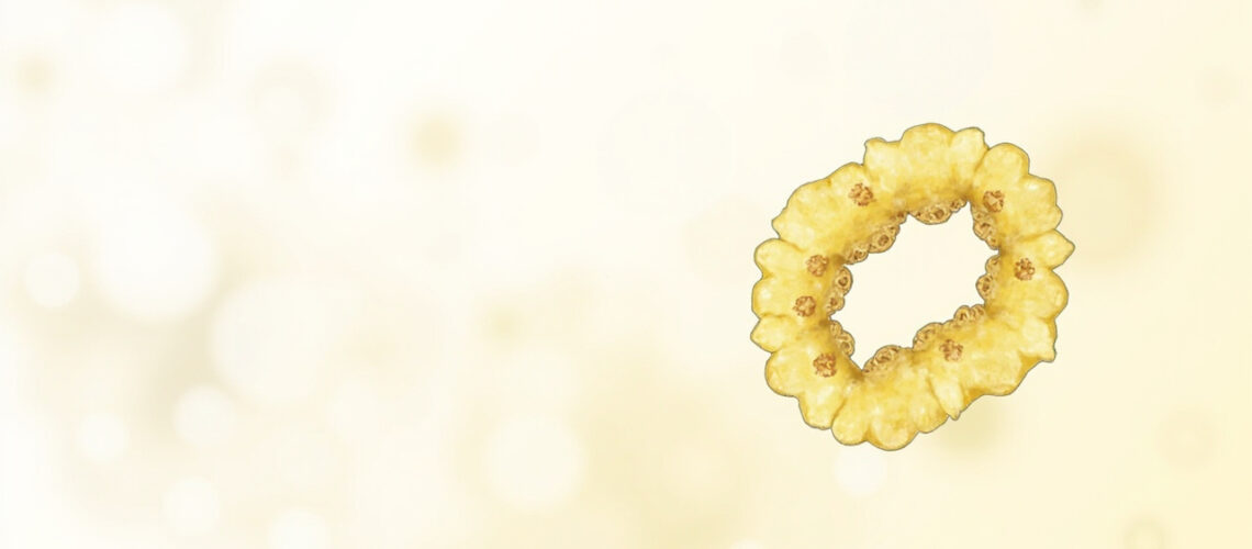 Sélénium : un antioxydant essentiel au diagnostic souvent négligé