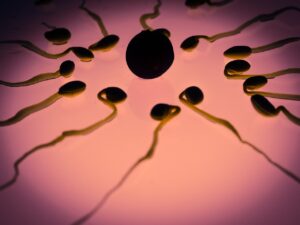 Spermatozoïde : anatomie, production et facteurs de qualité