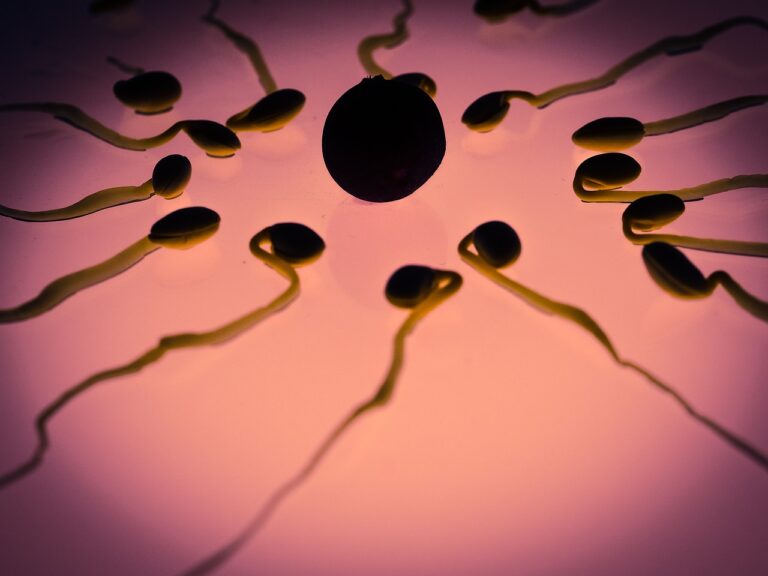 Spermatozoïde : anatomie, production et facteurs de qualité