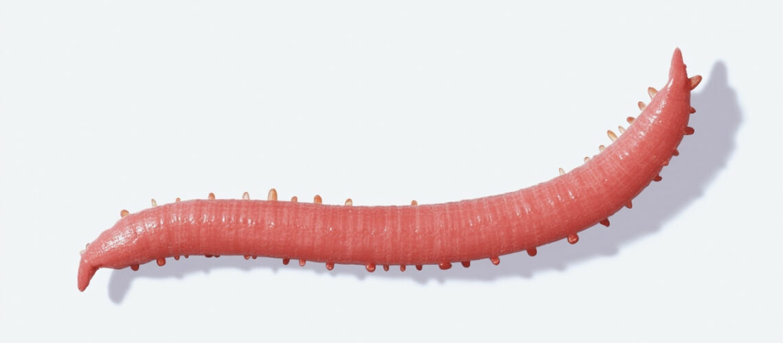 Strongyloides stercoralis : comprendre, dépister et traiter la strongyloïdose
